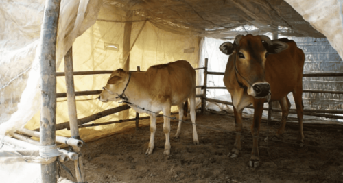 गौशाला चारा वितरण