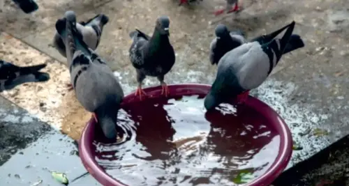 परीण्डा वितरण